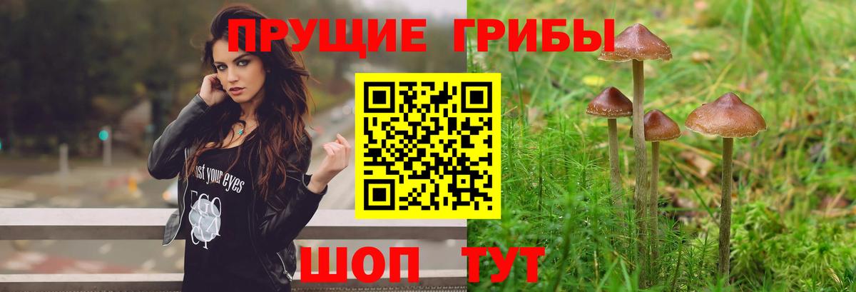 Псилоцибиновые грибы мицелий Вятские Поляны